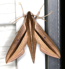 Theretra silhetensis