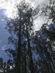 Eucalyptus globulus maidenii