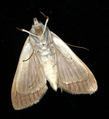 Protonoceras mitis