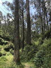Eucalyptus globulus maidenii
