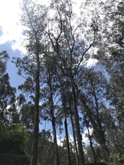 Eucalyptus globulus maidenii