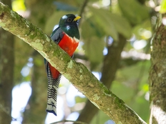 Trogon collaris