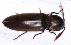 Pseudotetralobus