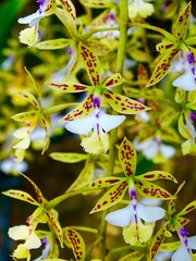 Epidendrum stamfordianum
