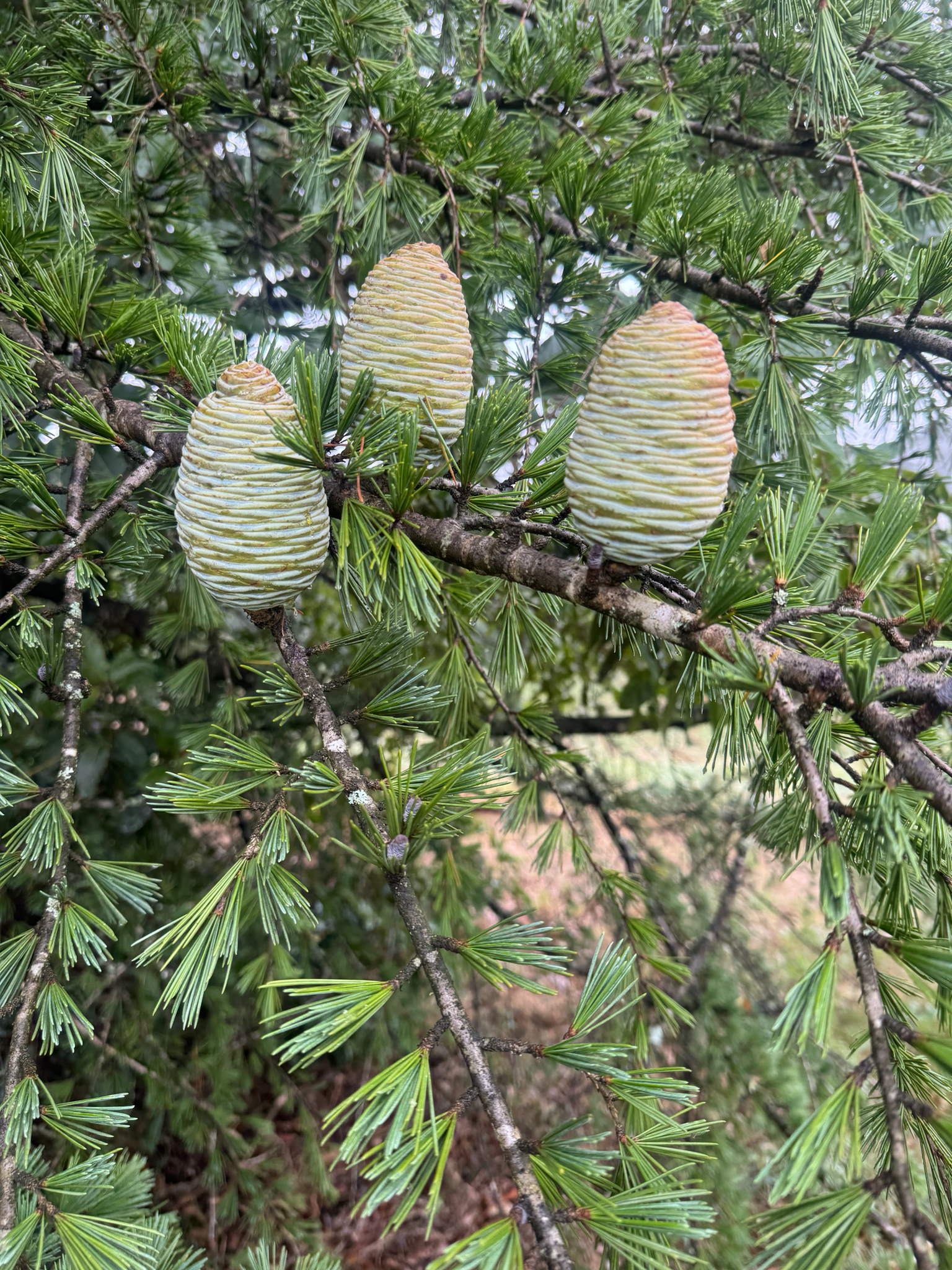 Cedro del Himalaya