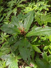 Chamaecostus lanceolatus