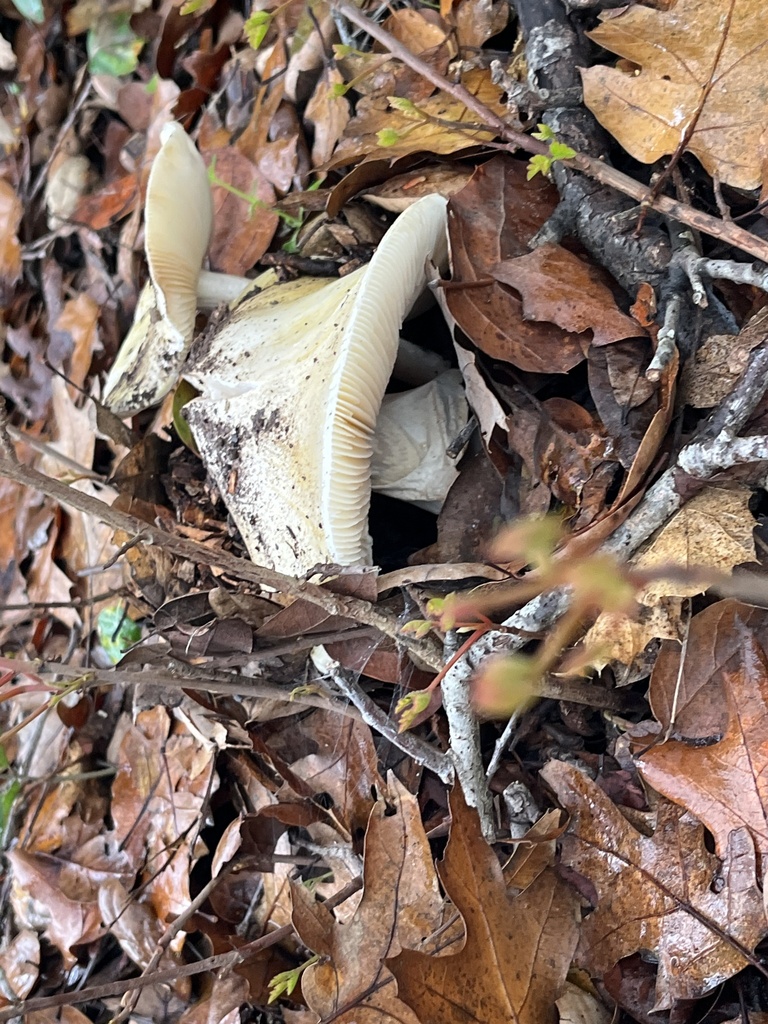 Amanita phalloides · December 2025 · photo: © joqatana (iNaturalist, cc-by)