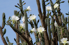 Harrisia tetracantha
