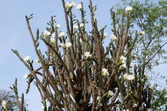 Harrisia tetracantha