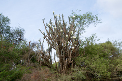 Harrisia tetracantha