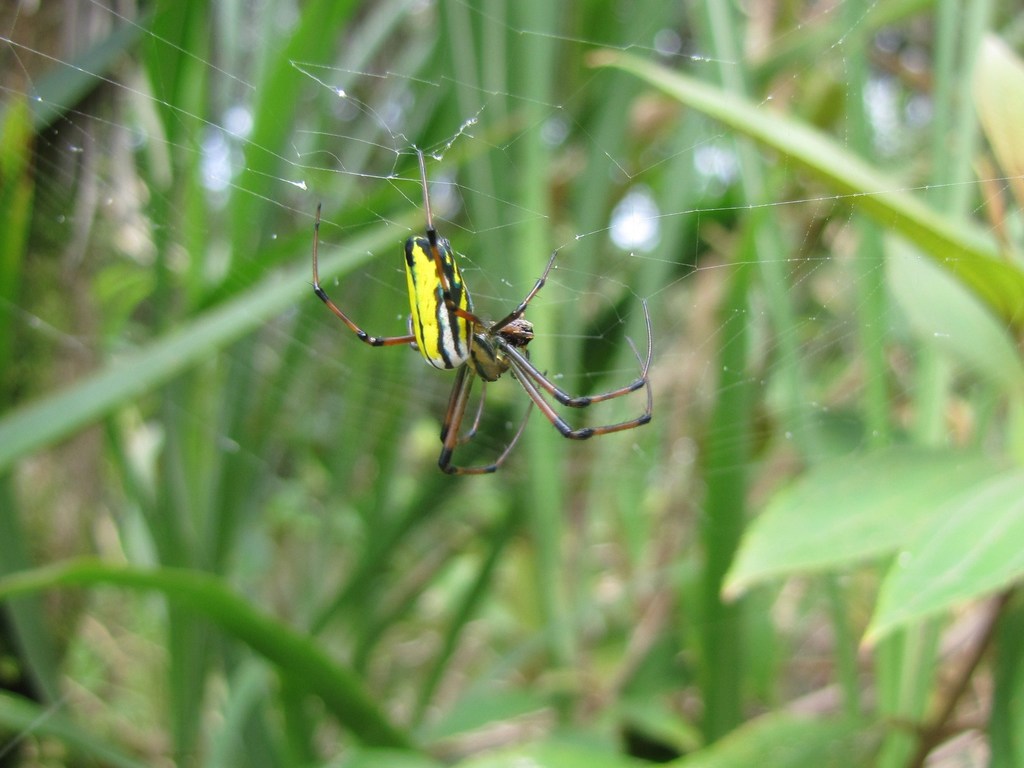 Leucauge acuminata