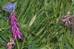 Hedysarum hedysaroides