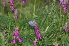 Hedysarum hedysaroides