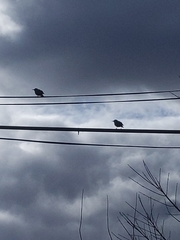 Sturnus vulgaris