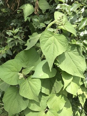Hebeclinium tetragonum