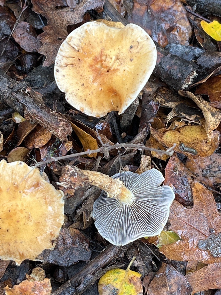 Leratiomyces percevalii · December 2025 · photo: © joqatana (iNaturalist, cc-by)