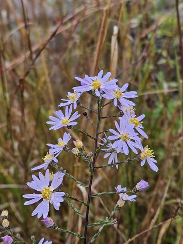 Symphyotrichum undulatum