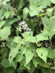 Hebeclinium tetragonum