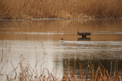 Mergus merganser