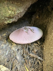 Leucoagaricus lilaceus