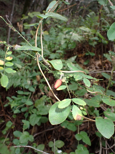 Baldhip Rose (Rosa gymnocarpa)