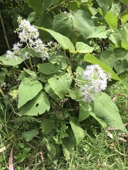 Hebeclinium tetragonum
