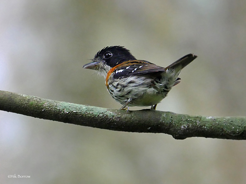 Rufous-sided Broadbill photo