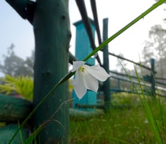 Zephyranthes chlorosolen