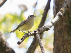 Vireo leucophrys