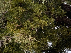 Phoradendron bolleanum