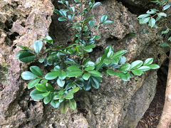 Diospyros ferrea
