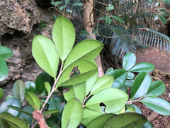 Diospyros ferrea
