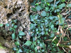 Lepidagathis inaequalis