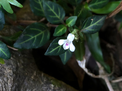 Lepidagathis inaequalis