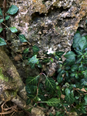 Lepidagathis inaequalis