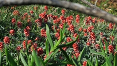 Indigofera tomentosa