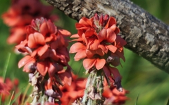 Indigofera tomentosa