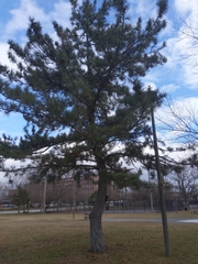 Pinus