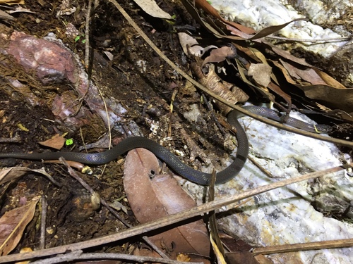 Photo of a Dwarf Crowned Snake (Cacophis krefftii)