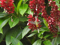 Phaethornis syrmatophorus