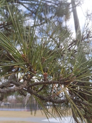 Pinus
