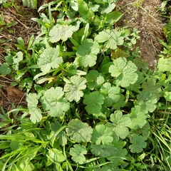 Geranium rotundifolium