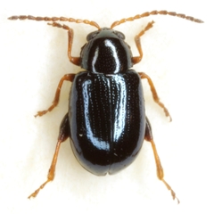 Glyptina nivalis