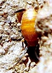 Myrmecophilus myrmecophilus