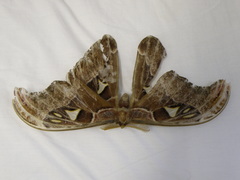 Attacus dohertyi