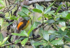 Ramphocelus flammigerus flammigerus