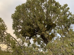 Phoradendron bolleanum