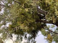 Phoradendron bolleanum