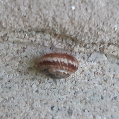 Xeroplexa intersecta