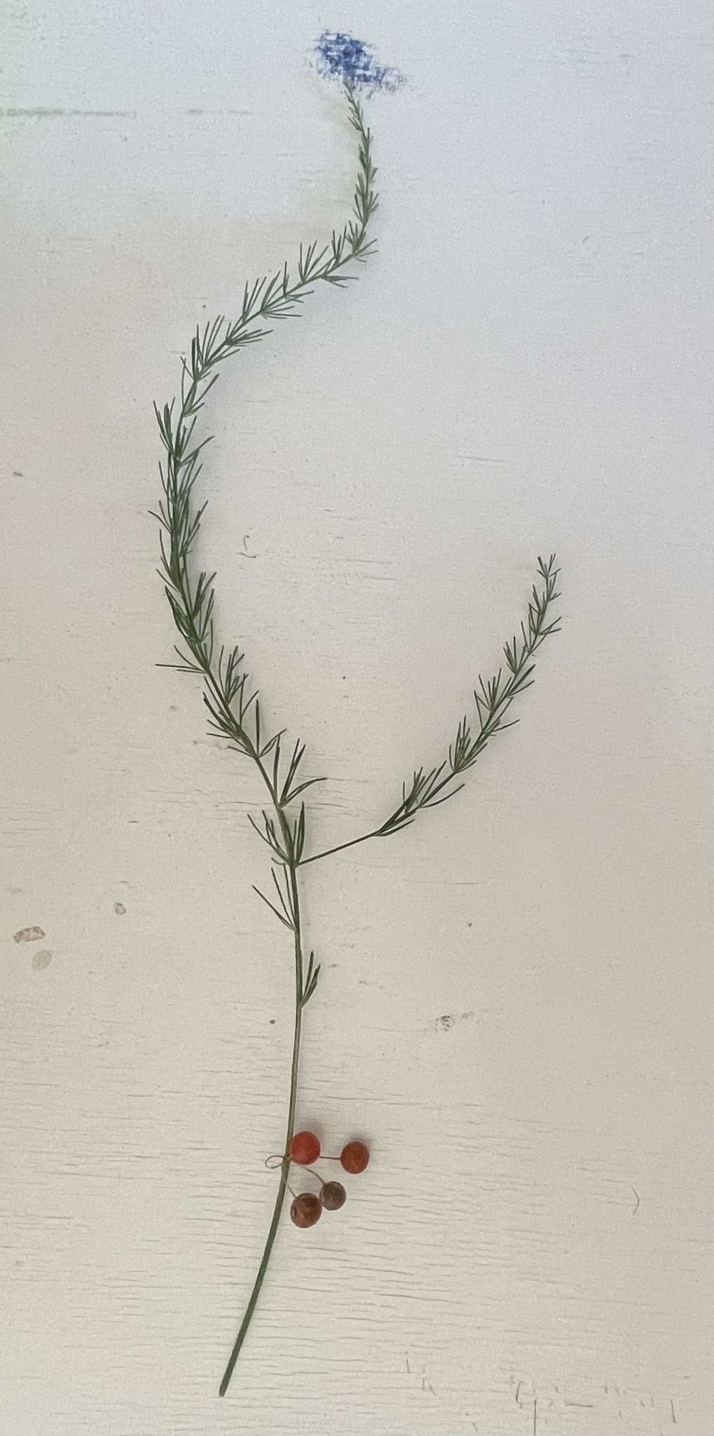 Asparagus